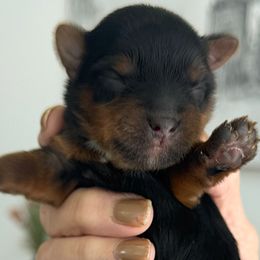Yorkshire Terrier puppies from A Yorkie Tale