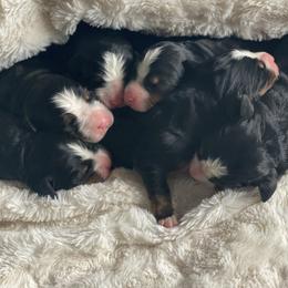 Bernese Mountain Dog Puppies from Blue Ridge Bernese