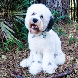 Mando  - Australian Labradoodle