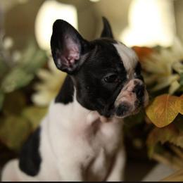 Rhysand - Brindle and white male French Bulldog puppy in Twin Falls, Idaho from Whispering White Pines Labradors