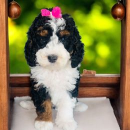 Watermelon - Tri-color female Bernedoodle puppy in Beecher, Illinois from Erica’s Doodles