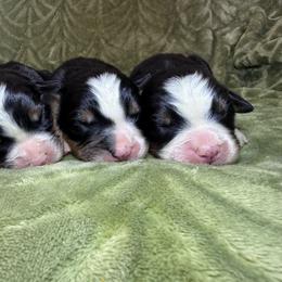 Male 3 - Black rust and white male Bernese Mountain Dog puppy in Merrill, Michigan from Happy Tails Family Farm
