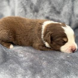 Jase - Red tri male Toy Australian Shepherd puppy in Ambrose, Georgia from Brandilyn's Aussies