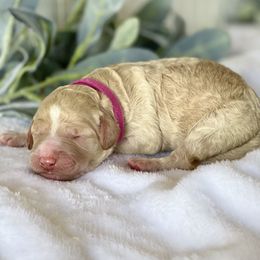 Bernedoodle and Labradoodle Puppies from Royal Doodles