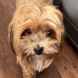 Sophie - Havanese