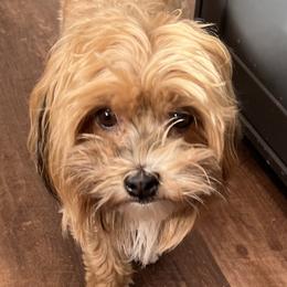 Sophie - Havanese