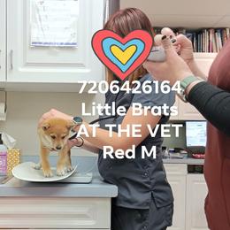 Red - Red male Shiba Inu puppy in Colorado Springs, Colorado from Little Brats