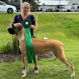 Great Dane puppies from Honi Vale Great Danes