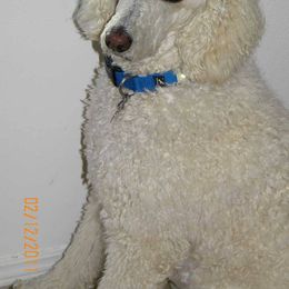 Poodle Puppies from Magnificent Standards