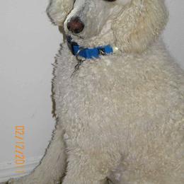 Poodle Puppies from Magnificent Standards