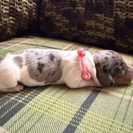 Puppy 1 - Dapple female Dachshund puppy in Riverside, California from Saddle Up Dachshunds