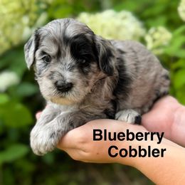 Girl 4 - Merle female Goldendoodle puppy in Newark, Ohio from Valleydayle Doodles and Wheatens