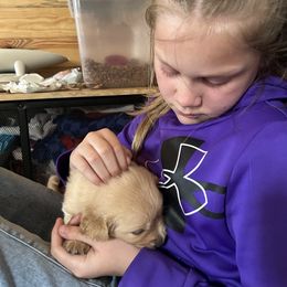 Golden Retriever Puppies from Apple Country Retrievers
