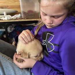 Golden Retriever Puppies from Apple Country Retrievers