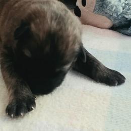 Girl 1 - Sable female German Shepherd puppy in Leon, West Virginia from Heart2Heart Kennels