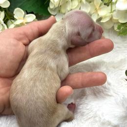 Lucy - Cream female Dachshund puppy in Exeter, California from Sawtooth Miniature Dachshunds