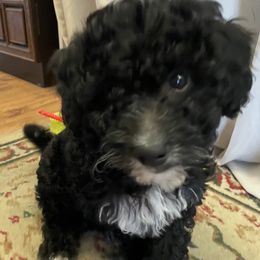 Aussiedoodles from Joyful Doodles and Poodles