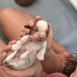 Girl 1 - Blenheim female Cavalier King Charles Spaniel puppy in Siloam Springs, Arkansas from Queen Cavaliers