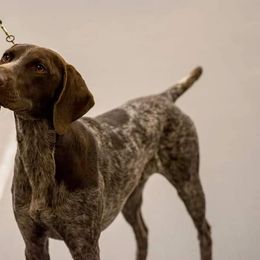 German Shorthaired Pointers from Marie's German Shorthaired Pointers