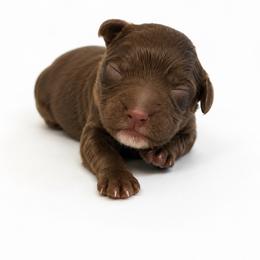 Red - Chocolate male Australian Labradoodle puppy in Springfield, Ohio from Dawson & Daryn's Royal Companions