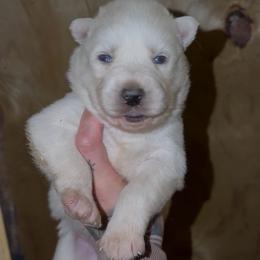 Boy 2 - White male Siberian Husky puppy in Iron River, Wisconsin from Wiemeri Siberians