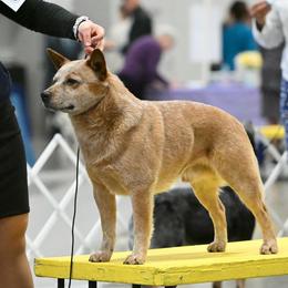 Lunker - Australian Cattle Dog