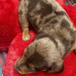 Chestnut - Dapple male Dachshund puppy in Ft Dodge, Iowa from Secret Reality