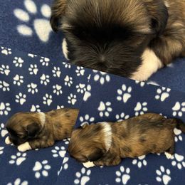 Fonzie - Brindle male Lhasa Apso puppy in Cincinnati, Ohio from Shangri-La Lhasa Apsos
