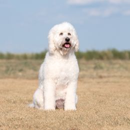 "Mother " Goldendoodle and Sheepadoodle Puppies from Major League Doodles