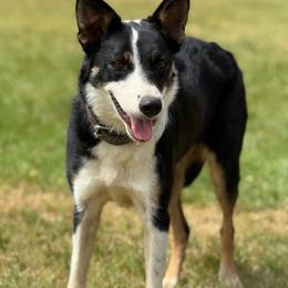 Shade - Border Collie