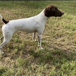 Roadie - German Shorthaired Pointer