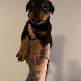 Boy 6 - Black and mahogany male Rottweiler puppy in Houston, Texas from Vom Haus Fantasy Rottweiler Kennel
