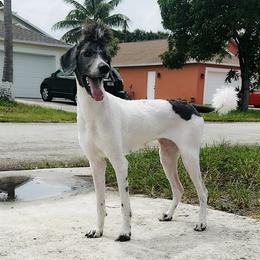 Girl 3 - Parti Poodle puppy in Stuart, Florida from AKC/Excellent + Good OFA Sweet Delightful Poodles
