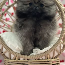 Pomeranian Puppies from POMS USA