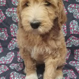 Bernedoodle, Goldendoodle, and Poodle Puppies from Granton Creek