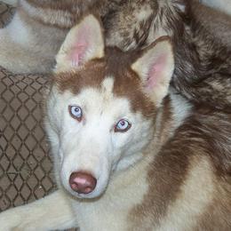 Siberian Husky puppies from Yuki Ookami Show Kennel