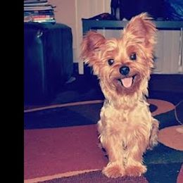 Yorkshire Terriers from Broadway's Little Blessings