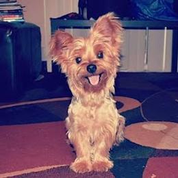 Yorkshire Terriers from Broadway's Little Blessings