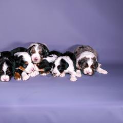 Assorted Doodle Crosses, Aussiedoodle, Bernedoodle, Goldendoodle, and Sheepadoodle Puppies from Happy Top Doodles
