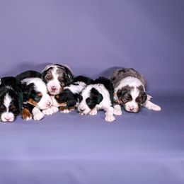 Assorted Doodle Crosses, Aussiedoodle, Bernedoodle, Goldendoodle, and Sheepadoodle Puppies from Happy Top Doodles