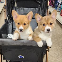 Pembroke Welsh Corgi Puppies from AW Corgis