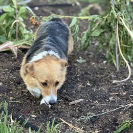 Joy - Pembroke Welsh Corgi