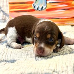 Zander - Piebald male Dachshund puppy in Hensley, Arkansas from The Dachshund Barn
