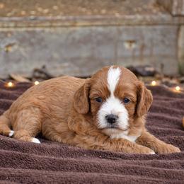 Jackson - Red male Cavapoo puppy in Narvon, Pennsylvania from Stoltzfus Family Puppies (license number 18844)