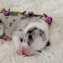 Border Collie Puppies from Team Reeves Ranch
