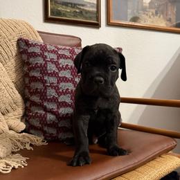 Diesel - Black brindle male Cane Corso puppy in Utah from 3Lake Kennelz