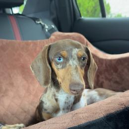 Breezy - Dachshund
