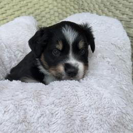 Pumpkin - Black tri female Miniature Australian Shepherd puppy in Murfreesboro, Tennessee from Skye’s Waggin’ Aussies