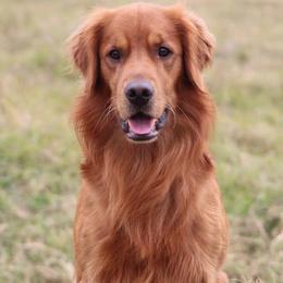 Golden Retrievers from GoldenRae Retrievers