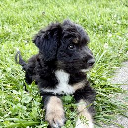 Yellow Girl - Black tri-color female Aussiedoodle puppy in Centerburg, Ohio from A Dose Of Doodle